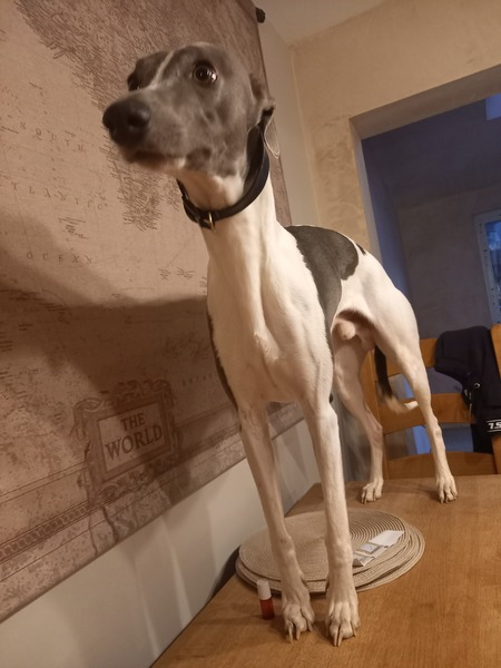 Pointy hound owners please assemble!