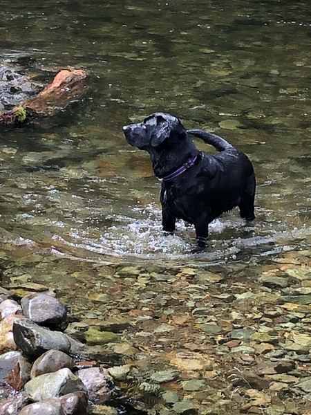 Why do you have the breed of dog that you have?
