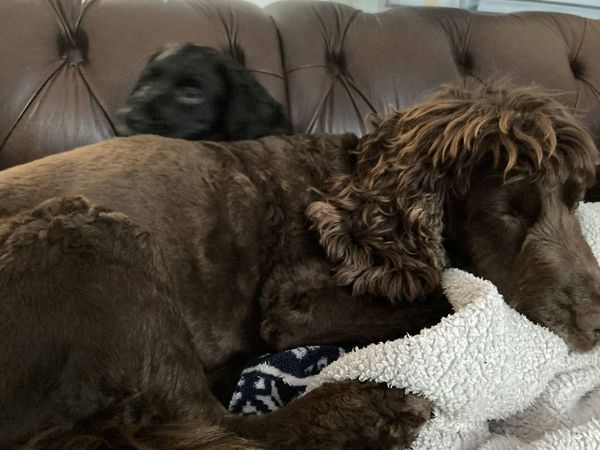 Puppy Survival Thread - August