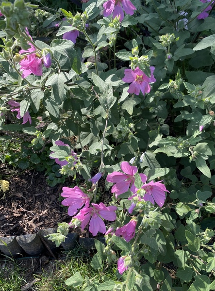 Plant ID