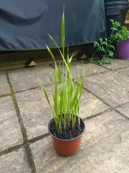 plant ID please