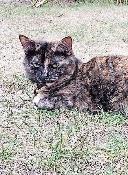 Do your Dcats make eye contact with you?
