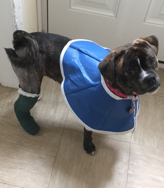 Roxy’s bad leg. Has anyone else’s dog had this problem?