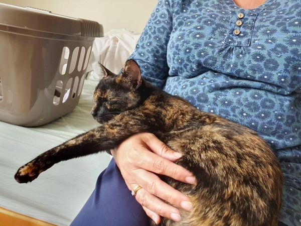 Why did my cat give me love?