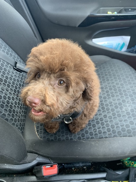 Puppy Survival Thread August part 2