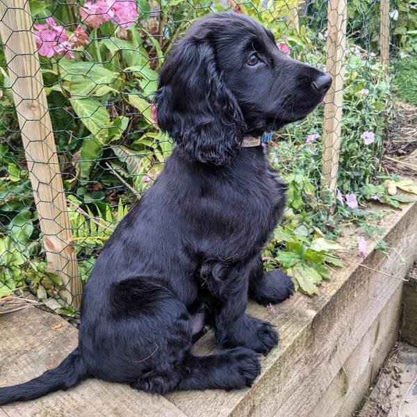 Puppy Survival Thread August part 2