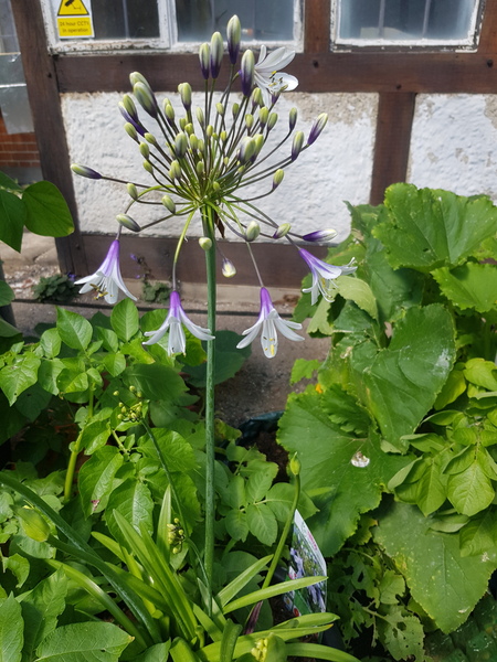 Camassia and agapanthus - ?