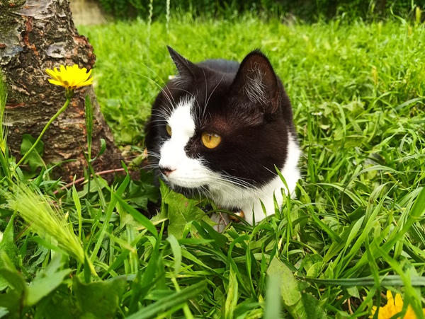 ADs don't want your freedom, ADs don't want to play around