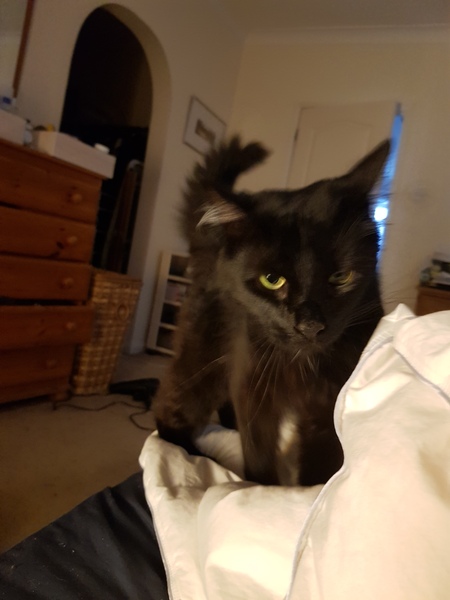 Why does my cat…