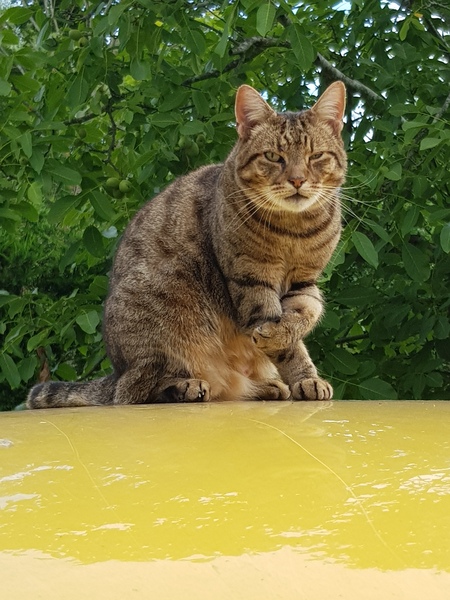 Thug cat part 4.  After all, it's not my Axminster.