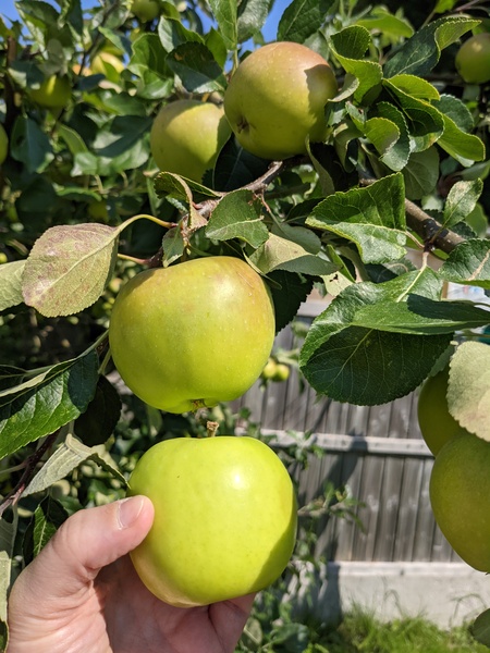 Apple tree