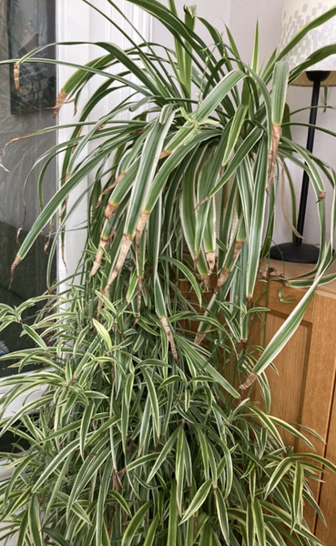 Why is my (indoors) spider plant looking so lacklustre?