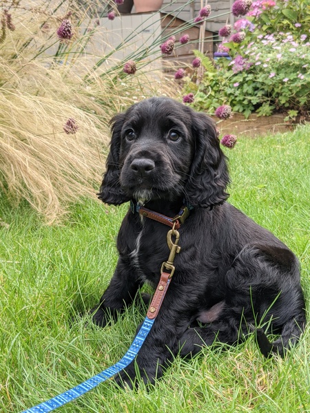 Puppy Survival Thread - August