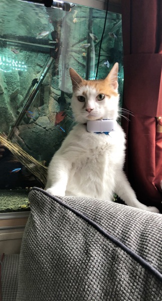 To think my cat is faulty?