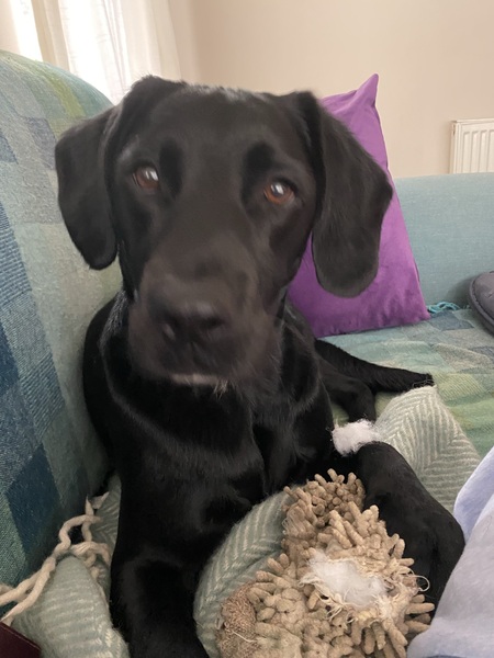 Help - please suggest names for black labrador puppy
