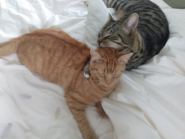 Chez Ollie - The Not My Cats of many colours edition - All welcome