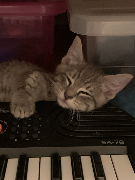 Who is being unreasonable? Found a kitten in garden.