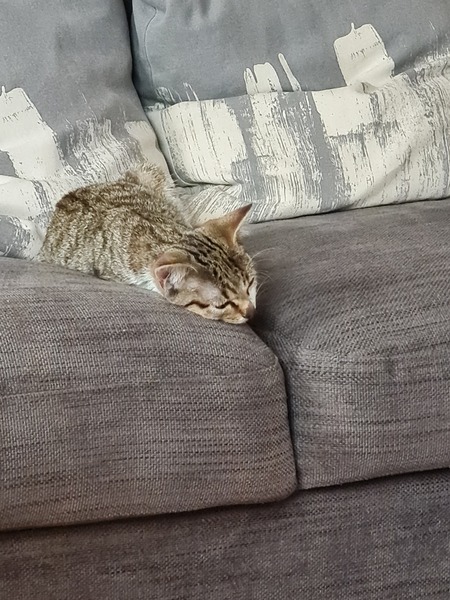 Kitten Arrived Riddled With Fleas