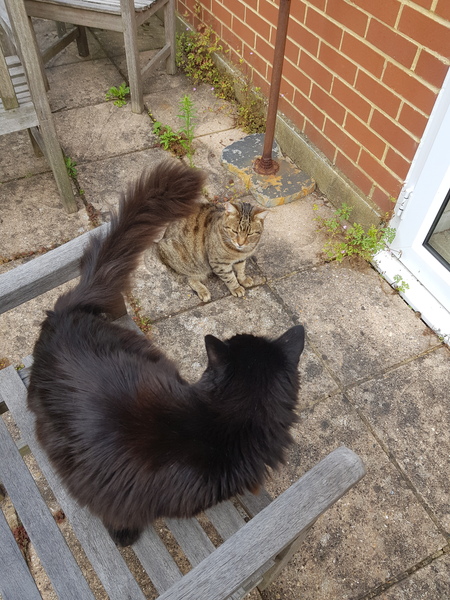 Thug cat part 4.  After all, it's not my Axminster.