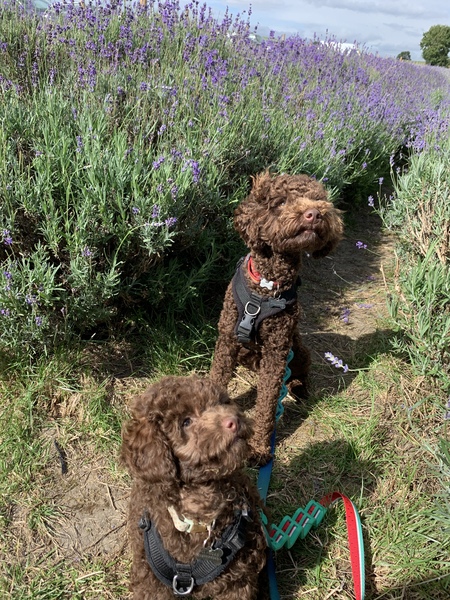 Puppy Survival Thread - August