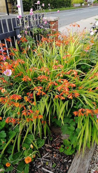 Plants that have gone out of fashion….and are due a revival
