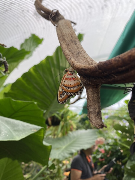 Would I July to you August Frugaleers