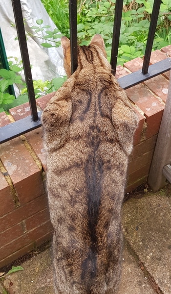 Thug cat part 4.  After all, it's not my Axminster.