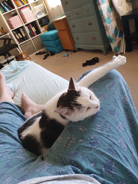Cute things your cat does