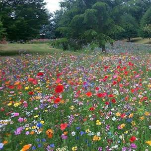 My garden, my business?