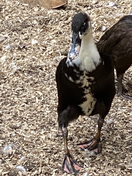 Injured duck - advice