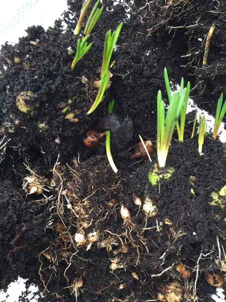 Spring bulbs sprouting again?