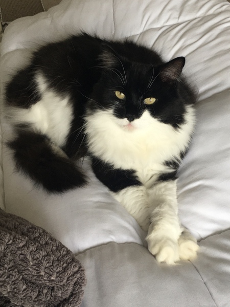 Chez Ollie - The Not My Cats of many colours edition - All welcome