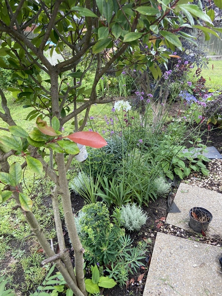 Pot or border for agapanthus?