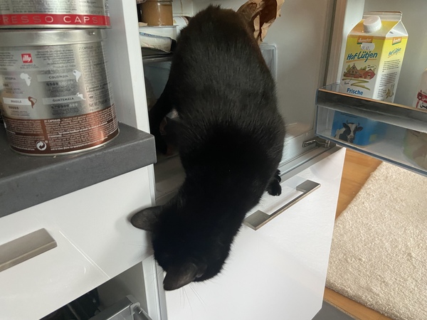 Cats in precarious positions