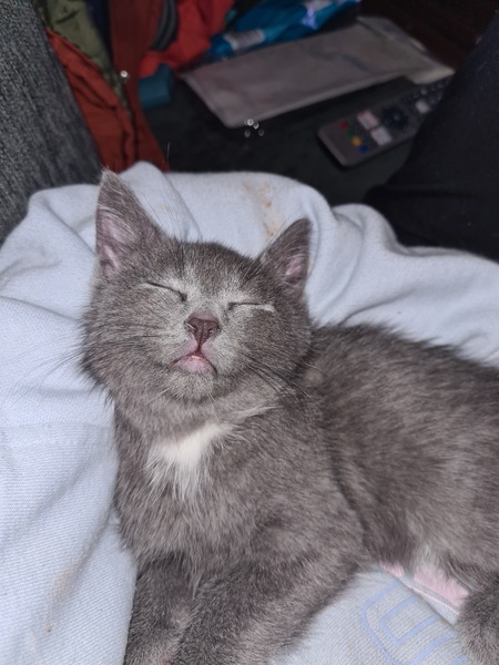 Name this kitty
