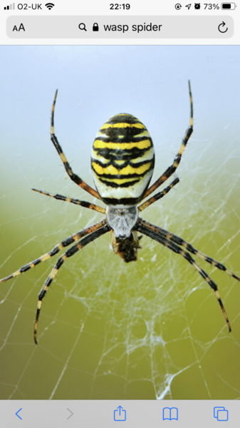 Daddy long legs are not daddy long legs.  Has my whole life been a lie?