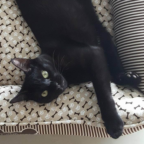 New Kitten yells so loud it's actually quite disruptive?