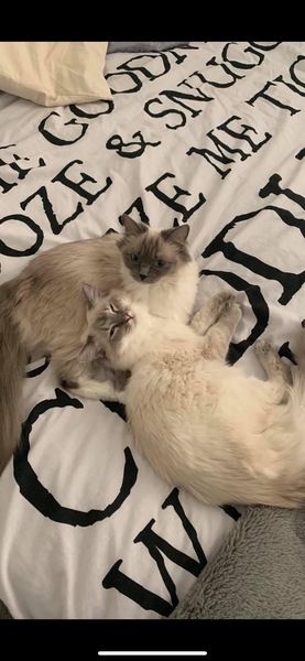 No cats in bedrooms