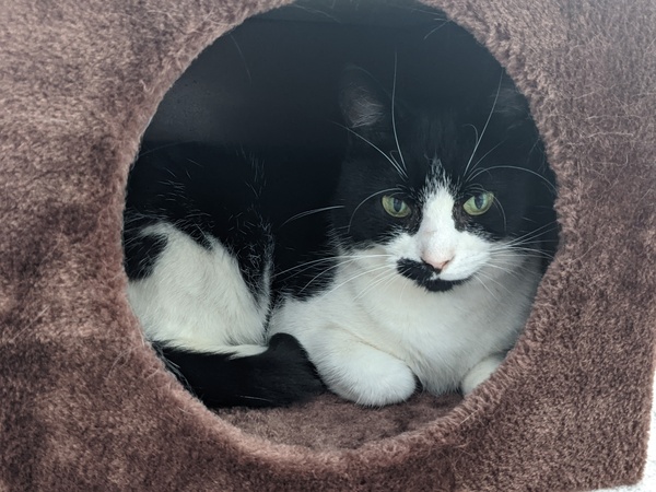 Cat sitters/visitors