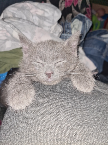 Name this kitty