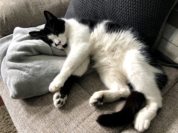 Please post cute pictures and tell me about your cats.