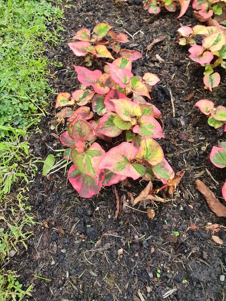 Can anyone identify this plant please?.