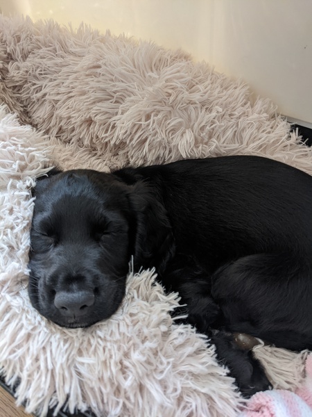 Puppy Survival Thread - August