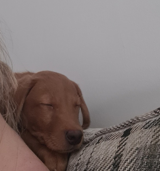 New puppy anxiety!