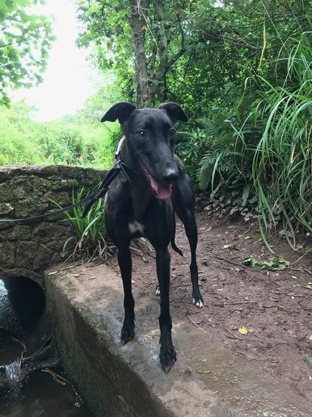 Pointy hound owners please assemble!