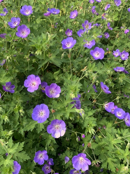 What spreading low plant can I plant in my front garden