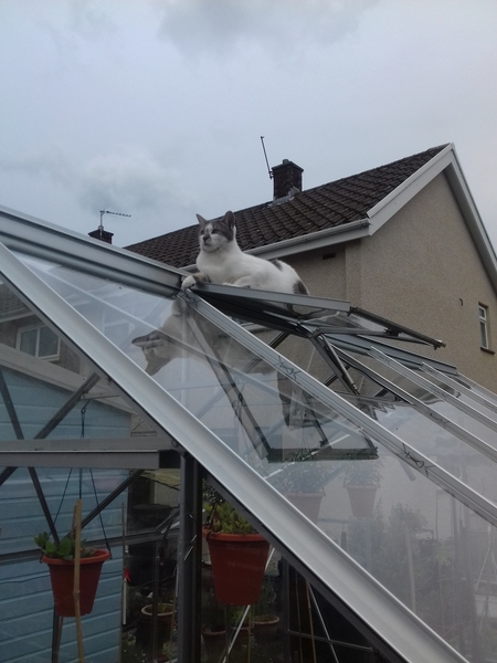Cats in precarious positions