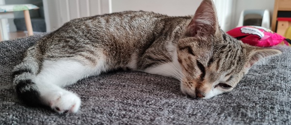 Kitten Arrived Riddled With Fleas