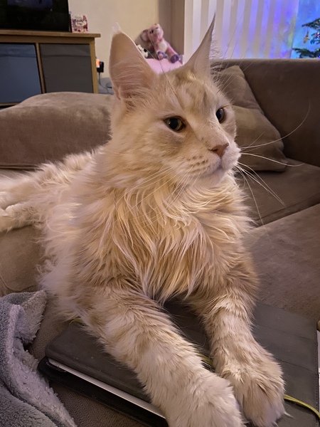 Maine coon decision today!