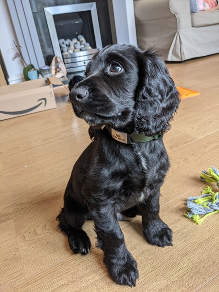Puppy Survival Thread - August